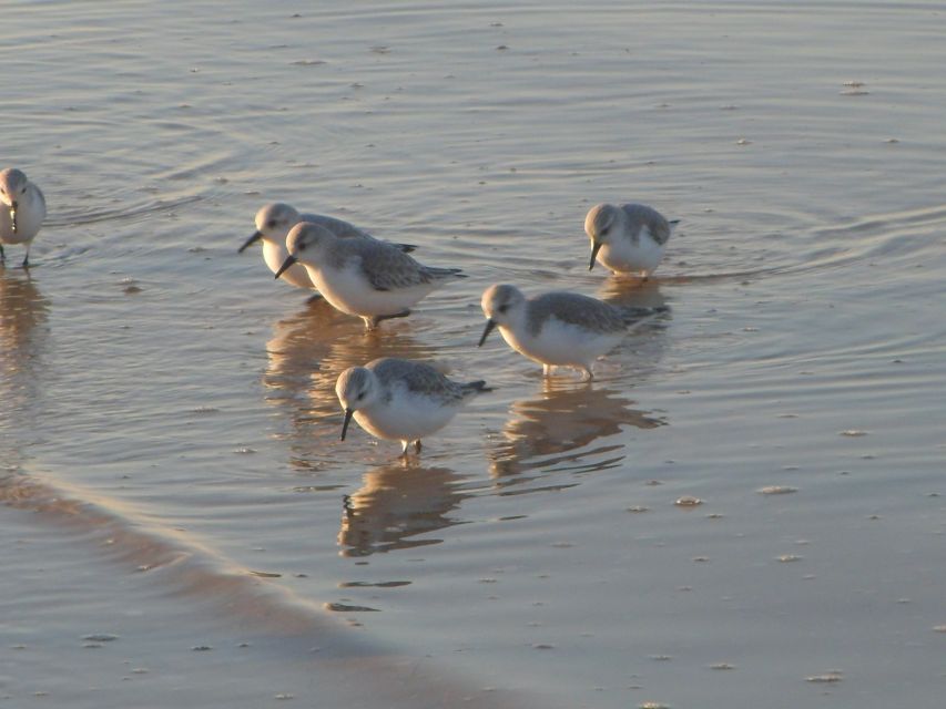 Faro: Eco-Friendly Ria Formosa Bird Watching in Solar Boat - Birds you might see from the canals