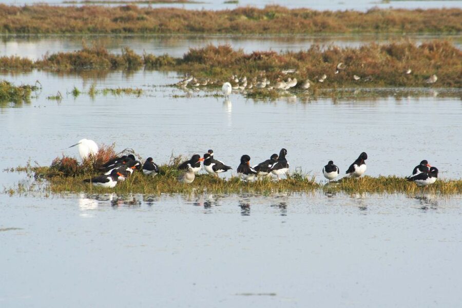 Faro: Eco-Friendly Ria Formosa Bird Watching in Solar Boat - The best time and conditions for your visit