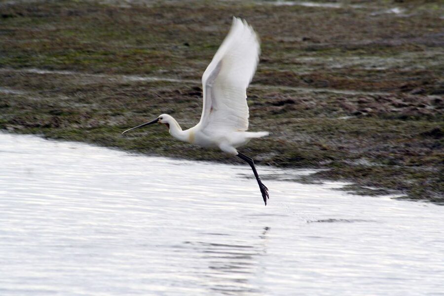 Faro: Eco-Friendly Ria Formosa Bird Watching in Solar Boat - Why the solar boat improves bird watching
