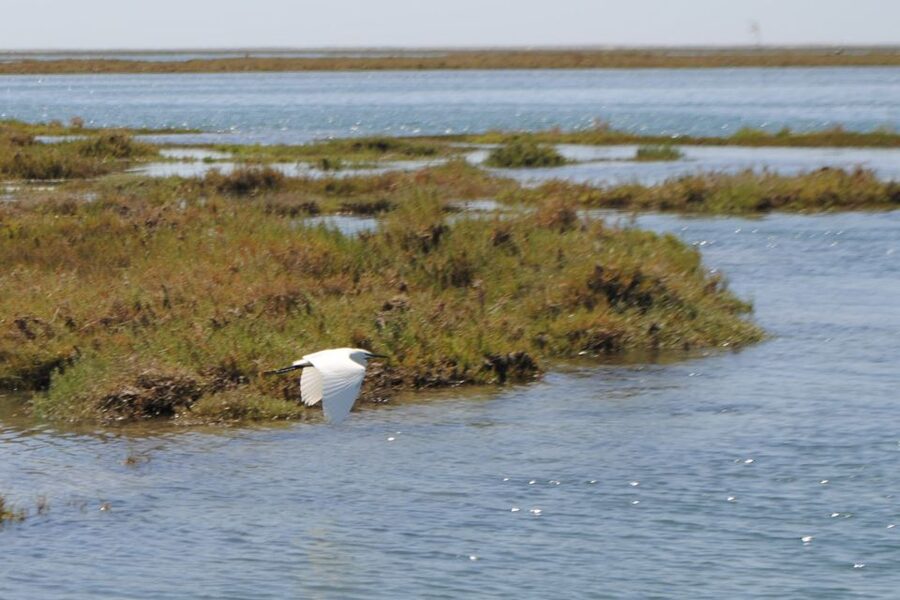 Faro: Ria Formosa Lagoon Small Boat Tour with Local Guide - Why a one-hour boat ride works well in Faro