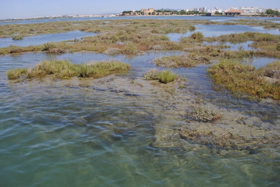 Faro: Ria Formosa Lagoon Small Boat Tour with Local Guide - How much value do you get for $29?