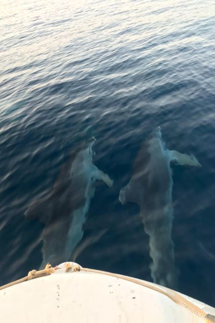Fazana: Guided Dolphin Watching Sightseeing Cruise at Sunset - Timing, weather, and the 1.5 to 2-hour schedule