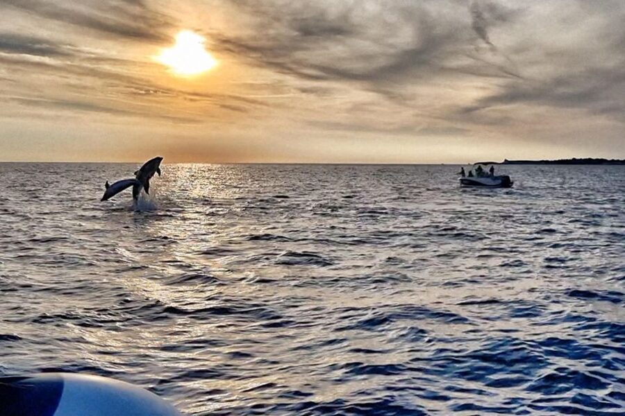Fazana: Guided Dolphin Watching Sightseeing Cruise at Sunset - The dolphin search: what the 90 percent claim means