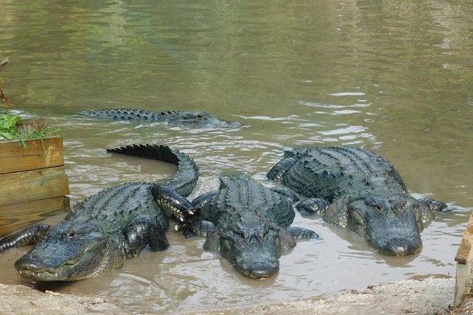 Florida Everglades Airboat Tour and Wild Florida Admission with Optional Lunch - The airboat ride: 30 minutes or one hour