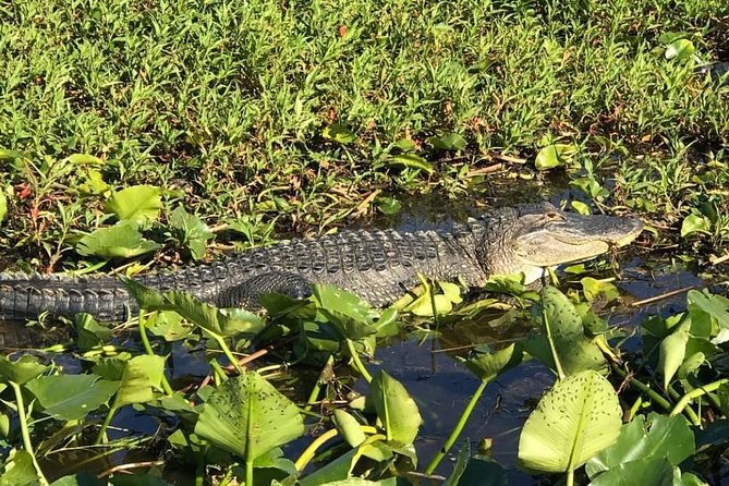 Florida Everglades Airboat Tour and Wild Florida Admission with Optional Lunch - Wild Florida’s animal park after the boat