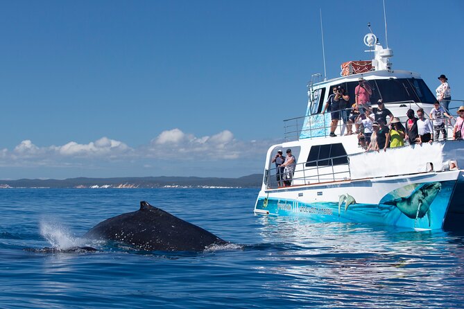 Freedom 3/4 Day Hervey Bay Premium Whale Watching Cruise - Why six hours matters in Hervey Bay