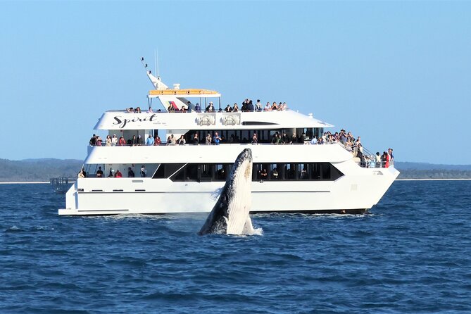 Freedom 3/4 Day Hervey Bay Premium Whale Watching Cruise - Three decks, close views, and plenty of room