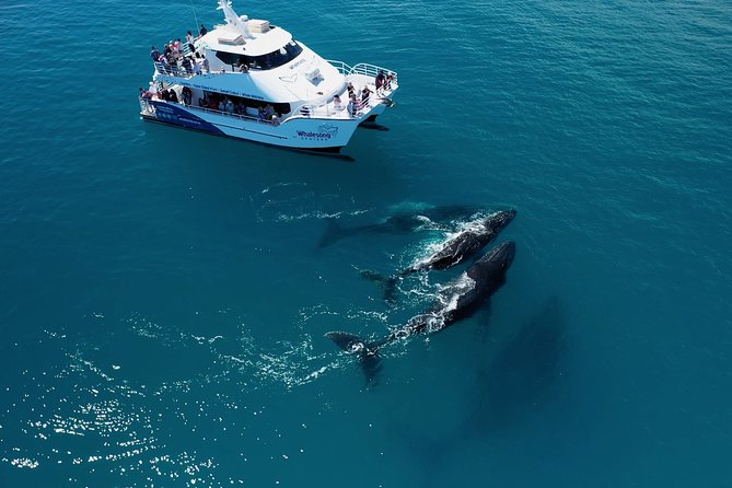 Freedom 3/4 Day Hervey Bay Premium Whale Watching Cruise - Lunch with K’Gari in view