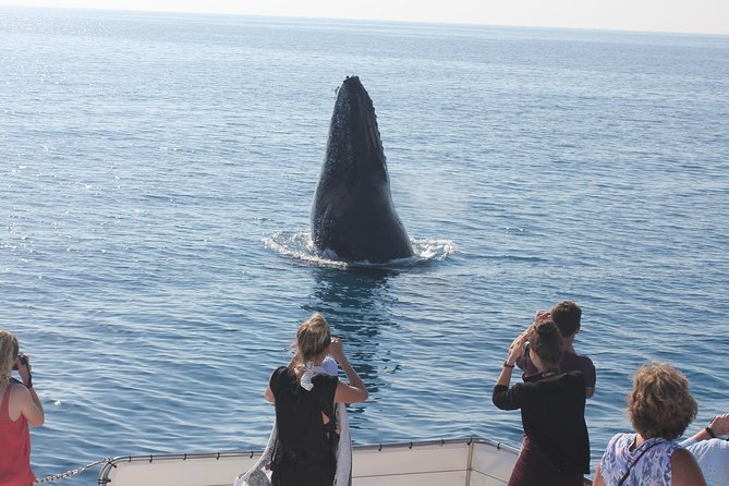 Freedom 3/4 Day Hervey Bay Premium Whale Watching Cruise - What the $125.43 price gives you