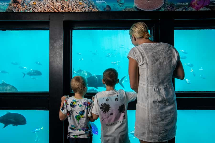 From Airlie Beach: Great Barrier Reef Adventure Cruise - Snorkeling over coral and fish