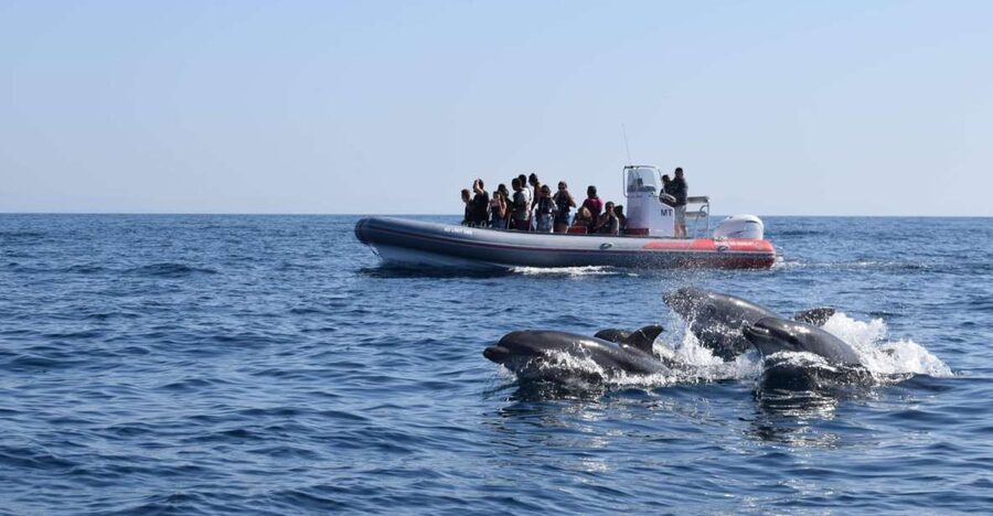 From Albufeira: Benagil Caves and Dolphins Guided Boat Tour - Leaving Albufeira Marina for the Benagil coast