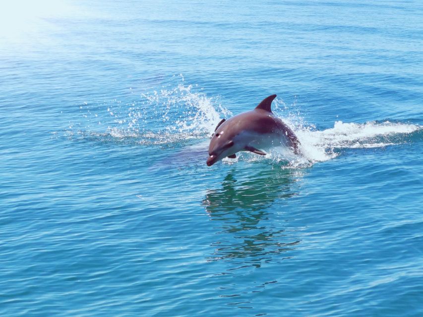 From Albufeira: Benagil Caves and Dolphins Guided Boat Tour - The optional swim in clear coastal water