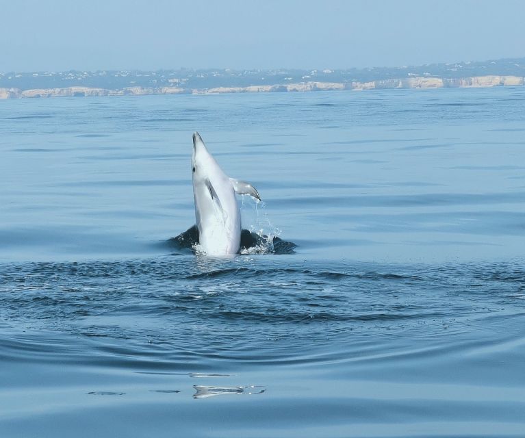 From Albufeira: Benagil Caves and Dolphins Guided Boat Tour - Price and value at $35 per person