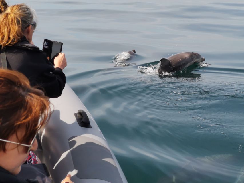 From Albufeira: Benagil Caves and Dolphins Guided Boat Tour - Practical tips for a smoother ride
