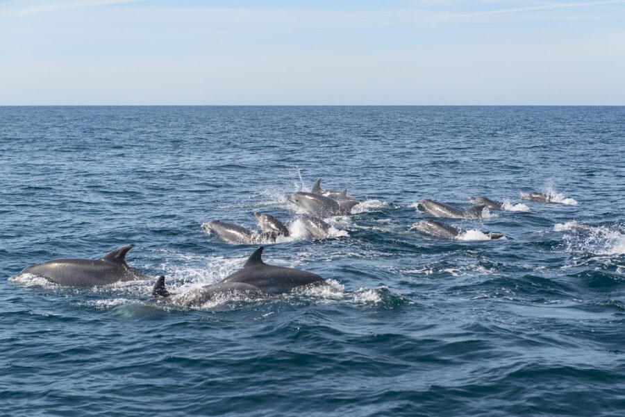 From Albufeira: Dolphins and Caves 2.5-Hour Boat Trip - Practical decision before booking