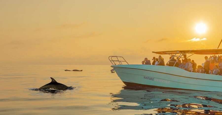From Alcudia: Sunrise Dolphin Watching Boat Tour - Why this morning works so well
