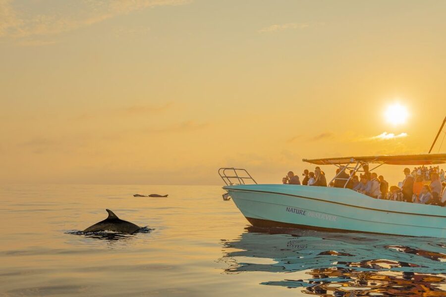 From Alcudia: Sunrise Dolphin Watching Boat Tour - Reaching Port d’Alcúdia before sunrise