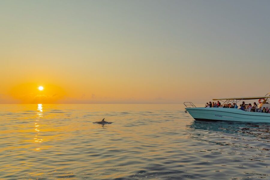 From Alcudia: Sunrise Dolphin Watching Boat Tour - Who should book this tour