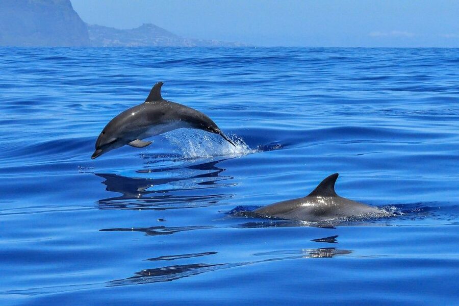 From Alcudia: Sunrise Dolphin Watching Boat Tour - Pickup from Alcúdia or Can Picafort