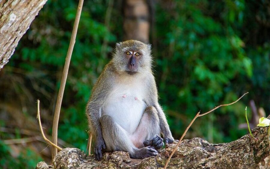 From Ao Nang: Phi Phi Islands Day Tour by Boat with Lunch - Key points at a glance