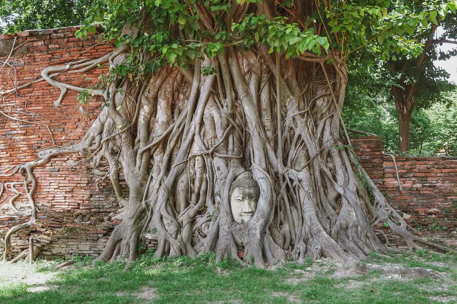 From Bangkok: Ayutthaya Day Tour by Bus with River Cruise - Wat Mahathat and the Buddha head in the tree