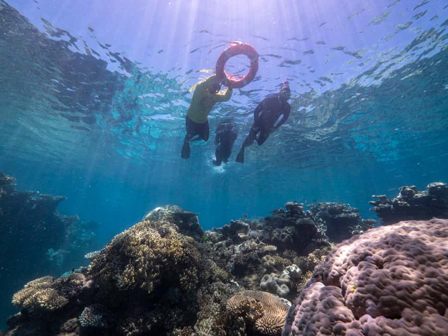 From Cairns: Great Barrier Reef Cruise by Premium Catamaran - The second reef gives the day its value