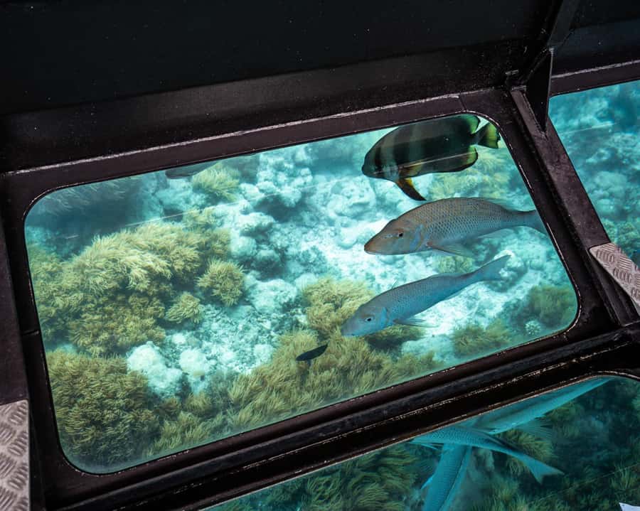 From Cairns: Green Island Half-Day Morning Cruise - Should you book it?