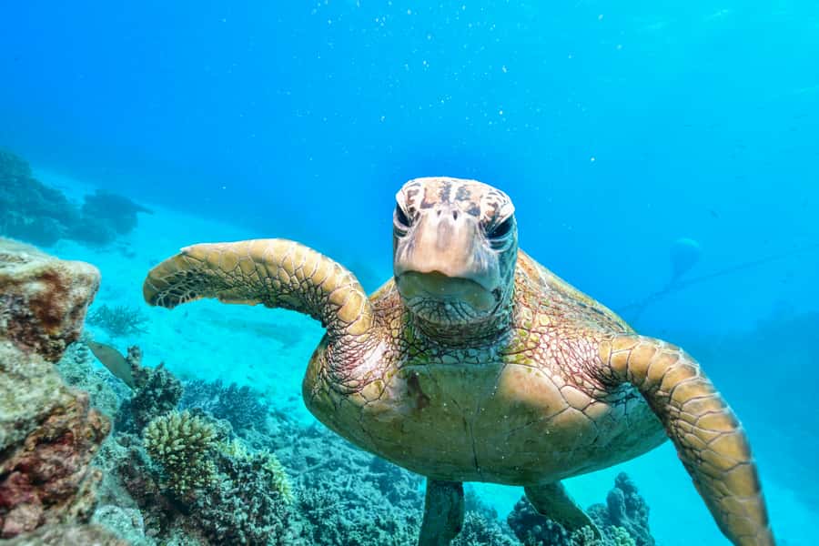 From Cairns: Green Island Half-Day Morning Cruise - Seeing the reef without getting wet