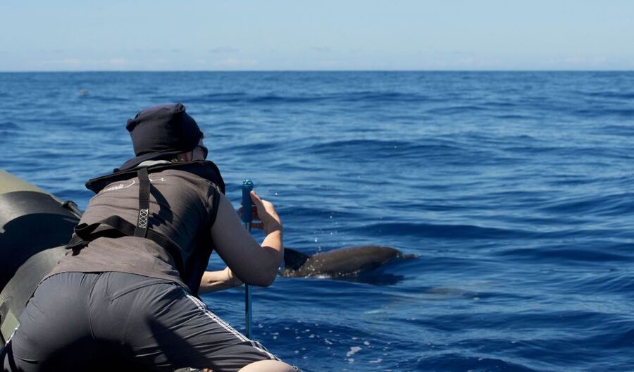 From Calheta: Madeira Whale and Dolphin Watching Boat Tour - Key points to know before you go