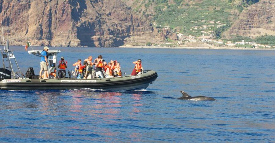 From Calheta: Madeira Whale and Dolphin Watching Boat Tour - Setting out from Calheta Marina