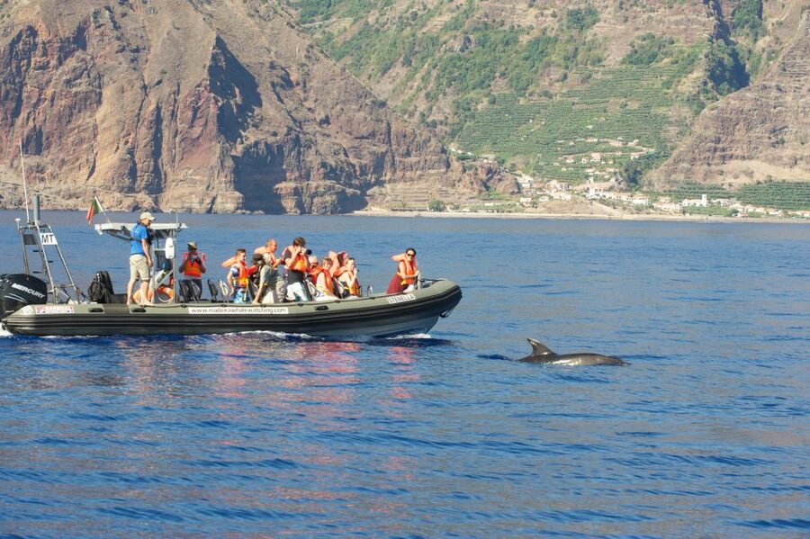 From Calheta: Madeira Whale and Dolphin Watching Boat Tour - What you might see in the open water