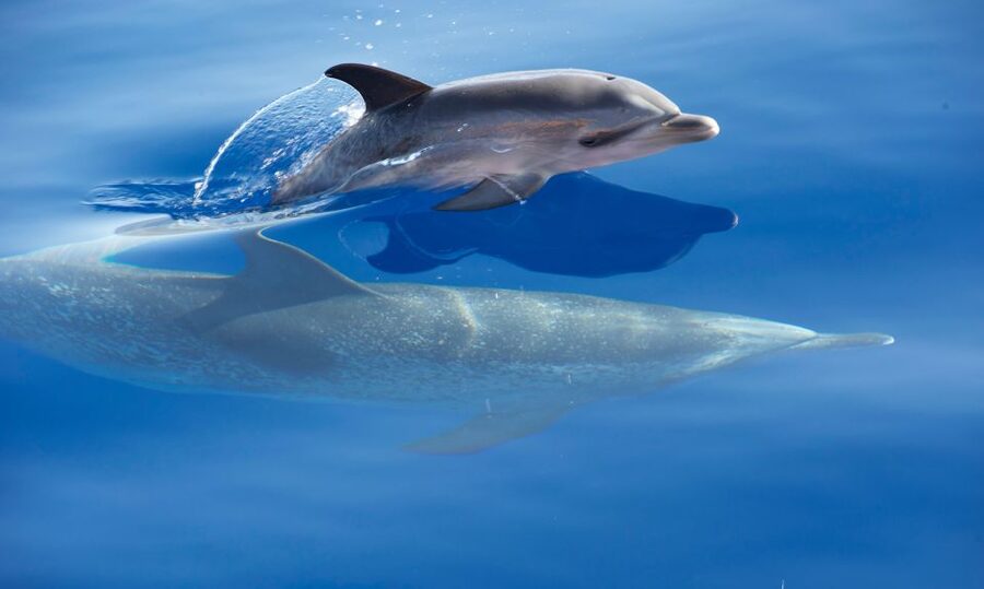 From Calheta: Madeira Whale and Dolphin Watching Boat Tour - The guide makes the difference