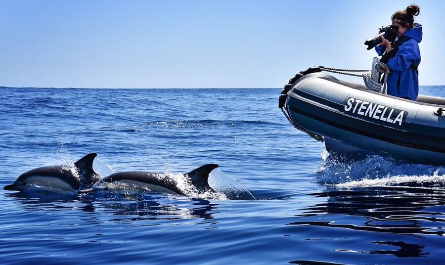 From Calheta: Madeira Whale and Dolphin Watching Boat Tour - Who should book this Calheta boat trip?