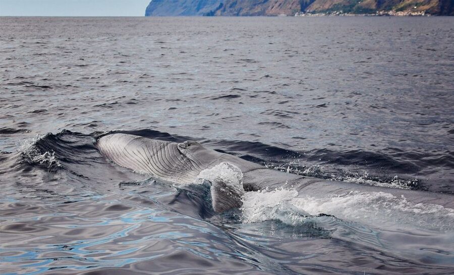 From Calheta: Madeira Whale and Dolphin Watching Boat Tour - The first run along Madeira’s coast