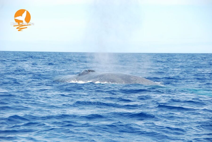 From Calheta: Whale and Dolphin Watching RIB Boat Tour - Key points to know before booking