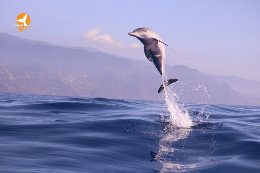 From Calheta: Whale and Dolphin Watching RIB Boat Tour - Booking, cancellation, and useful preparation