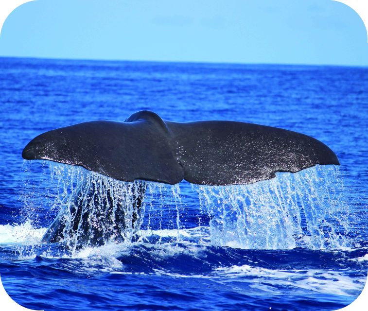 From Calheta: Whale and Dolphin Watching RIB Boat Tour - Starting at Calheta Marina