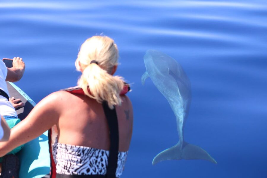From Calheta: Whale and Dolphin Watching RIB Boat Tour - Searching the Atlantic for whales and dolphins