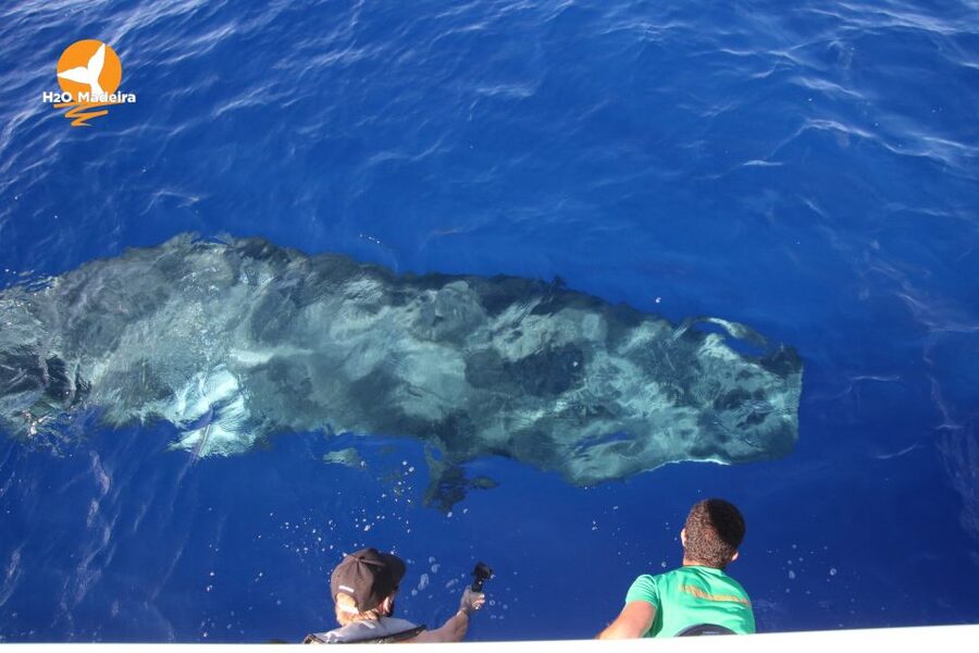 From Calheta: Whale and Dolphin Watching RIB Boat Tour - Dolphins at the bow and whales farther out