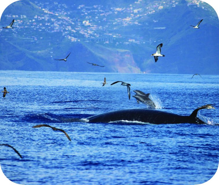 From Calheta: Whale and Dolphin Watching RIB Boat Tour - Guides, spotters, and responsible viewing