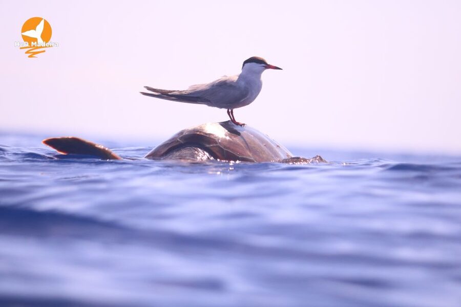 From Calheta: Whale and Dolphin Watching RIB Boat Tour - Is $70 good value for two hours?