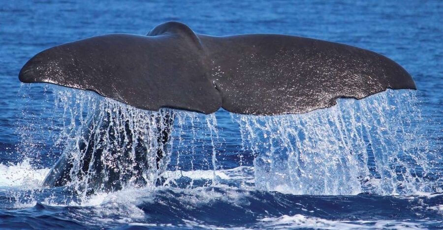 From Calheta: Whale and Dolphin Watching RIB Boat Tour - What the RIB ride feels like
