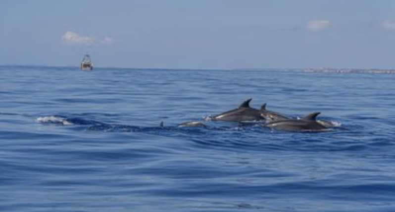 From Can Picafort: Dolphin Watching and Cave Boat Trip - The trip in five useful points