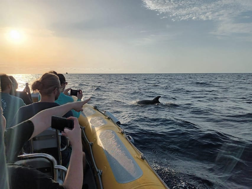 From Can Picafort: Dolphin Watching and Cave Boat Trip - Swimming near Es Coll Baix