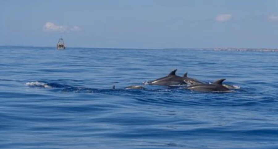 From Can Picafort: Dolphin Watching and Cave Boat Trip - What the $82 price really buys