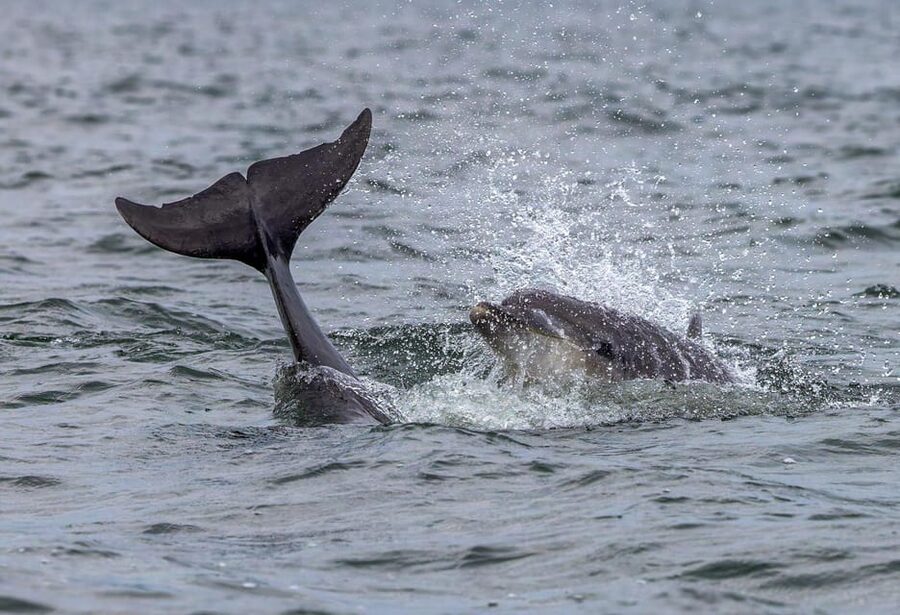 From Can Picafort: Dolphin Watching and Cave Boat Trip - Weather, comfort, and who should book