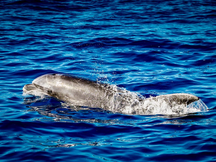 From Can Picafort: Dolphin Watching and Cave Boat Trip - Booking details that matter