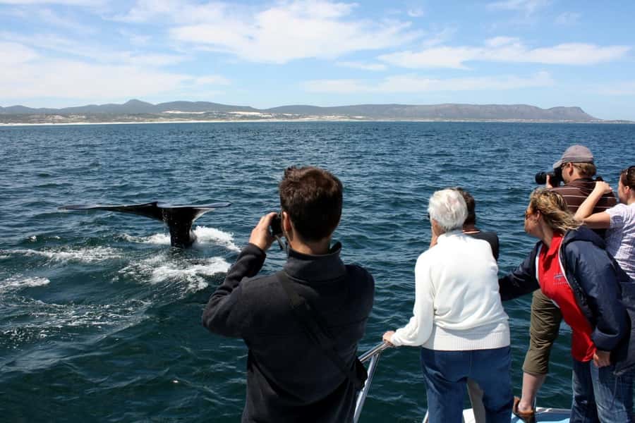 From Cape Town: Hermanus Whale Watching Boat Trip - Key things to know before booking
