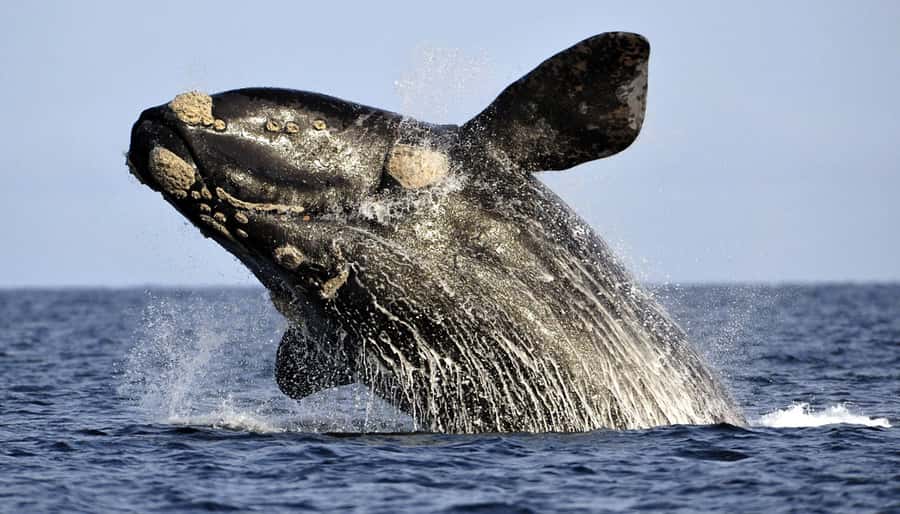 From Cape Town: Hermanus Whale Watching Boat Trip - The early Cape Town pickup and road to Gansbaai