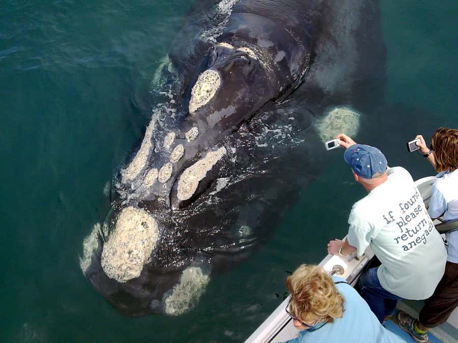 From Cape Town: Hermanus Whale Watching Boat Trip - Two hours among Southern Right Whales